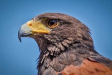 image of hawk