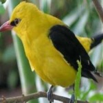 image of bird