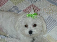 image of maltese_dog