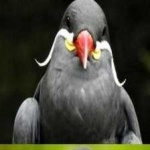 image of bird