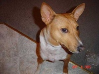 image of basenji