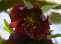 image of flower