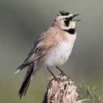 image of bird
