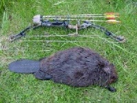 image of beaver