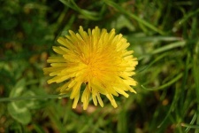 image of flower