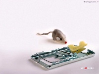 image of mousetrap