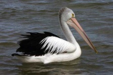 image of pelican