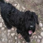 image of animal