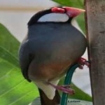 image of bird