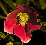 image of flower