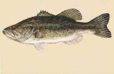 image of animal