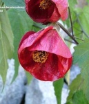 image of flower