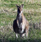 image of wallaby