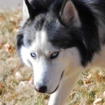 image of animal