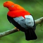image of bird