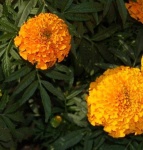 image of flower