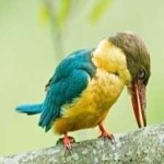 image of bird