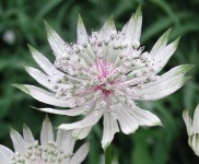 image of flower