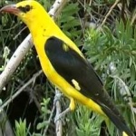 image of bird