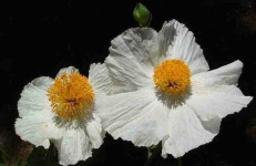 image of flower