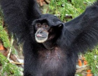 image of siamang