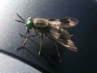 image of fly