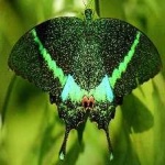 image of banded_butterfly