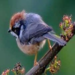 image of bird