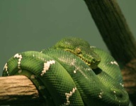 image of green_snake #2