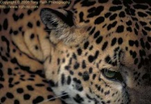 image of jaguar_car