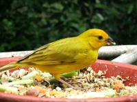 image of canary #2