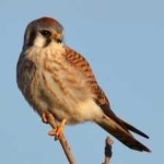 image of bird