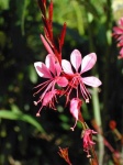 image of flower
