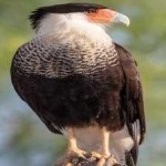 image of bird