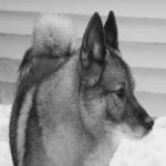 image of animal