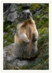 image of marmot