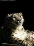 image of snow_leopard