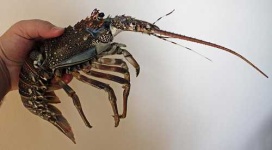 image of spiny_lobster #12