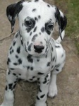 image of dalmatian