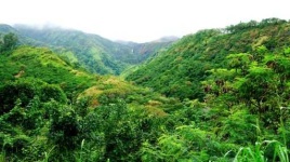image of tropical_forest