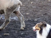 image of shetland_sheepdog