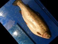 image of fish