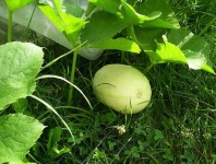 image of spaghetti_squash #15