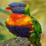image of bird