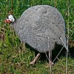 image of bird
