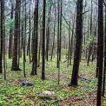 image of forest