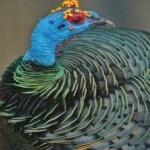 image of ocellated_turkey #0