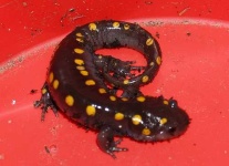 image of spotted_salamander