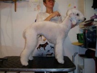 image of bedlington_terrier