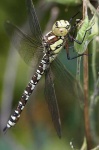 image of dragonfly #23